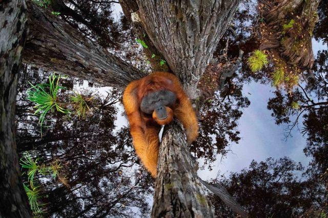 世界自然摄影奖公布：仰望的猩猩与纳凉的老虎