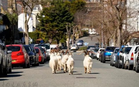 如何设想城市变成动物园，一场“实践营”探讨人与自然关系