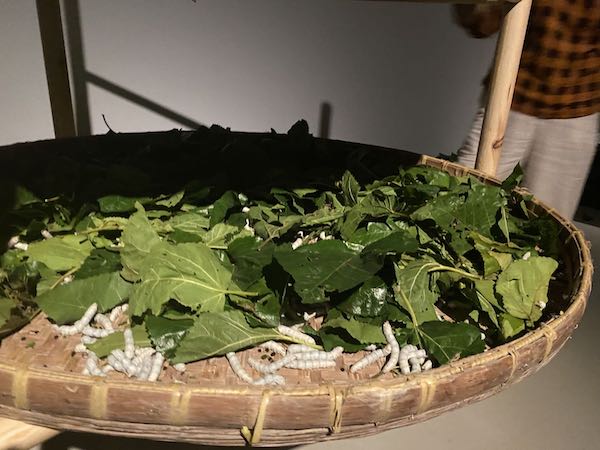 现场|梁绍基：三十年“蚕我我蚕”，寻找蜕变
