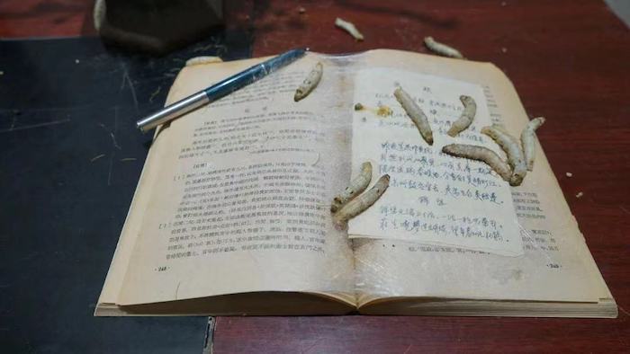 一周观展指南|上博观“汉淮传奇”，仰韶看“花开中国”
